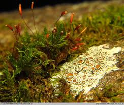 Attēlu rezultāti vaicājumam “Leskea polycarpa”