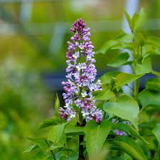 Attēlu rezultāti vaicājumam “Syringa vulgaris”