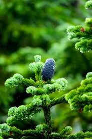 Attēlu rezultāti vaicājumam “Abies mariesii”