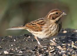 Attēlu rezultāti vaicājumam “Emberiza schoeniclus eggs”
