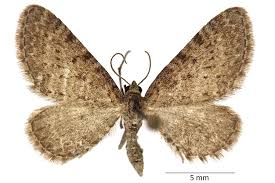 Attēlu rezultāti vaicājumam “Eupithecia satyrata”