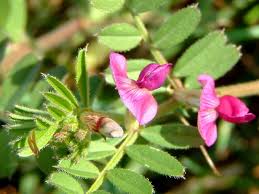 Attēlu rezultāti vaicājumam “Vicia angustifolia flower”