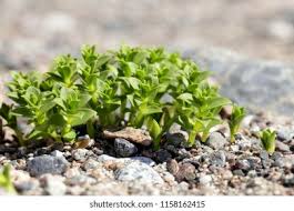 Attēlu rezultāti vaicājumam “Honckenya peploides fruit”