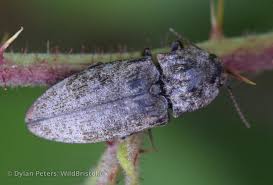 Attēlu rezultāti vaicājumam “Agrypnus murinus”