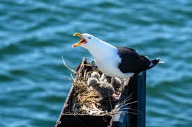 Attēlu rezultāti vaicājumam “Larus marinus adult”