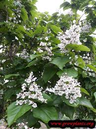 Attēlu rezultāti vaicājumam “Catalpa ovata flower”