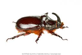 Attēlu rezultāti vaicājumam “Oryctes nasicornis”