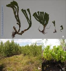 Attēlu rezultāti vaicājumam “Huperzia selago”