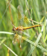 Attēlu rezultāti vaicājumam “Sympetrum flaveolum”