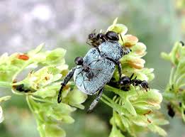 Attēlu rezultāti vaicājumam “Hoplia parvula”