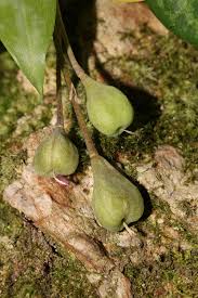 Attēlu rezultāti vaicājumam “Diderma umbilicatum macro”