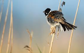 Attēlu rezultāti vaicājumam “Emberiza schoeniclus eggs”
