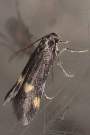 Attēlu rezultāti vaicājumam “Borkhausenia minutella”