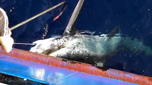 Image result for Alopias superciliosus