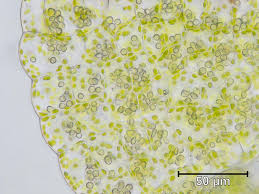 Attēlu rezultāti vaicājumam “Moerckia hibernica”