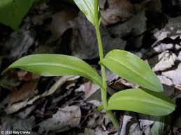 Attēlu rezultāti vaicājumam “Coeloglossum viride leaf”