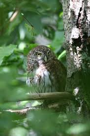 Attēlu rezultāti vaicājumam “Glaucidium passerinum adult”
