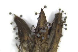 Attēlu rezultāti vaicājumam “Craterium leucocephalum var. scyphoides spores”