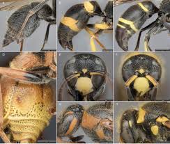 Attēlu rezultāti vaicājumam “Ancistrocerus sp.”