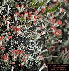 Attēlu rezultāti vaicājumam “Cladonia floerkeana”