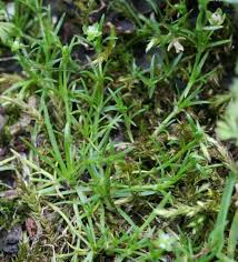 Attēlu rezultāti vaicājumam “Sagina procumbens fruit”