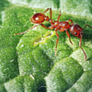 Attēlu rezultāti vaicājumam “Myrmica rubra”