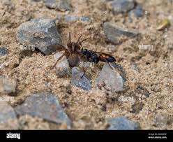 Attēlu rezultāti vaicājumam “Anoplius viaticus”