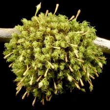 Attēlu rezultāti vaicājumam “Ulota crispa”