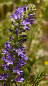 Image result for Campanula spicata
