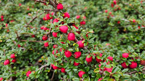 Attēlu rezultāti vaicājumam “Cotoneaster divaricatus fruit”
