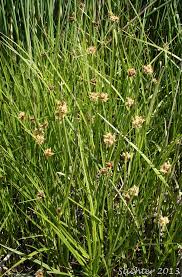 Attēlu rezultāti vaicājumam “Bolboschoenus maritimus”