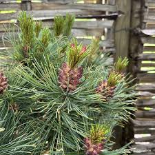 Attēlu rezultāti vaicājumam “Pinus pumila”
