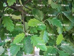 Attēlu rezultāti vaicājumam “Sorbus intermedia leaf”