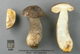 Attēlu rezultāti vaicājumam “Leccinum melaneum”