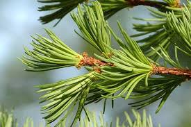 Attēlu rezultāti vaicājumam “Larix kaempferi female flower”