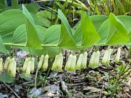 Attēlu rezultāti vaicājumam “Polygonatum odoratum flower”