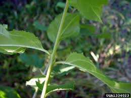 Attēlu rezultāti vaicājumam “Rhamnus cathartica leaf”