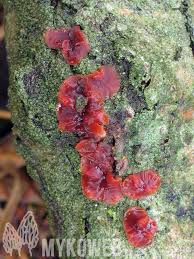 Attēlu rezultāti vaicājumam “Cytidia salicina”