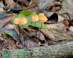 Attēlu rezultāti vaicājumam “Marasmius sp.”