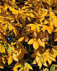 Attēlu rezultāti vaicājumam “Carya ovata leaf”