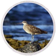 Image result for Numenius hudsonicus