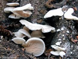 Attēlu rezultāti vaicājumam “Crepidotus applanatus”