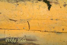 Attēlu rezultāti vaicājumam “Phlebia serialis”