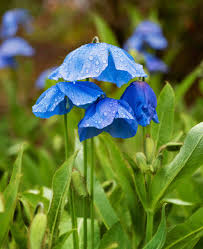 Image result for Meconopsis betonicifolia