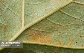 Attēlu rezultāti vaicājumam “Petasites hybridus leaf”