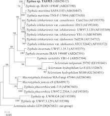 Attēlu rezultāti vaicājumam “Pistillaria sp.”