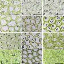 Attēlu rezultāti vaicājumam “Calypogeia azurea macro”