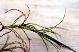 Attēlu rezultāti vaicājumam “Najas minor”