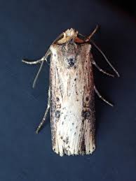 Attēlu rezultāti vaicājumam “Axylia putris”