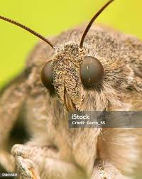 Attēlu rezultāti vaicājumam “Tholera decimalis female”